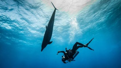 Tahiti Dive Management Plongee sous-marine