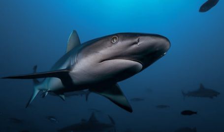 Tahiti Dive Management Sharks