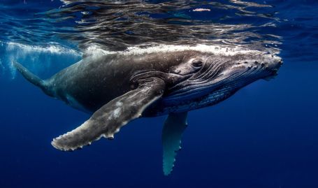 Tahiti Dive Management Whales