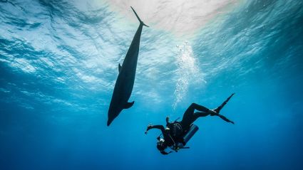 Tahiti Dive Management Diving