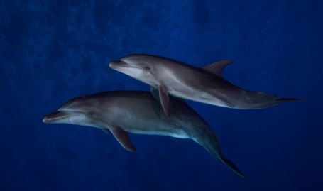 Tahiti Dive Management Dolphins